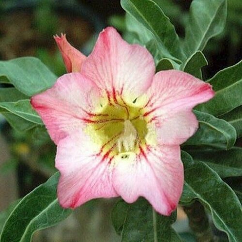 , Adenium Obesum Desert Rose FANTASTIC, ,  394