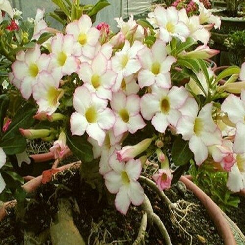 , Adenium Obesum Desert Rose FOCUS, ,  394