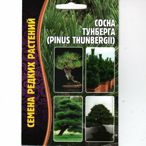   /pinus thunbergii, ,   ( 1  : 10  ) 199