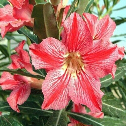 , Adenium Obesum Desert Rose STAR OF HAPPINESS, ,  394