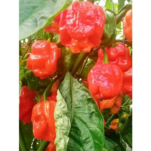    7 pot Congo giant red, 5  460