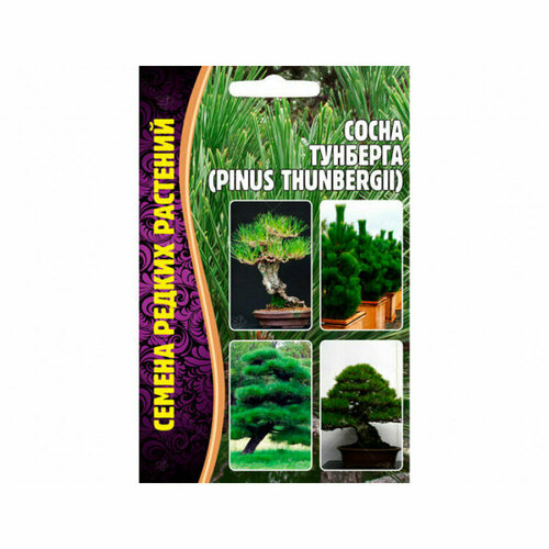    (Pinus Thunbergii) (10 ) 210