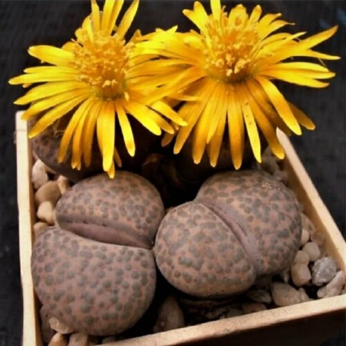    Lithops fulviceps mix 10 . 350