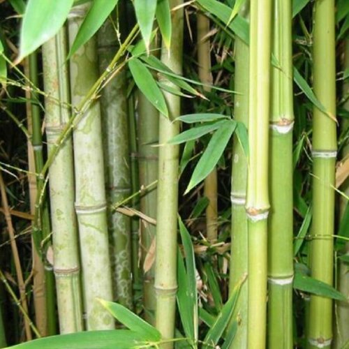    , Bambusa arundinacea 25 . 350