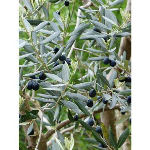    (Olea europaea), 5  423