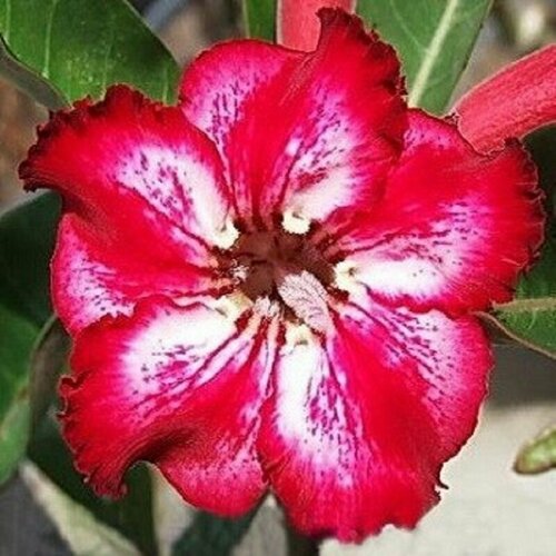 , Adenium Obesum Desert Rose TAMARA, ,  394