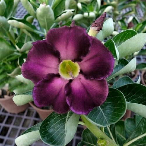 , Adenium Obesum Desert Rose KO-99, ,  394