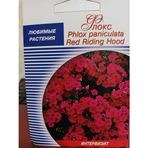  Phlox paniculata Red Riding Hood  250