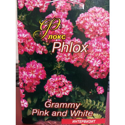  Phlox Grammy Pink and White  350