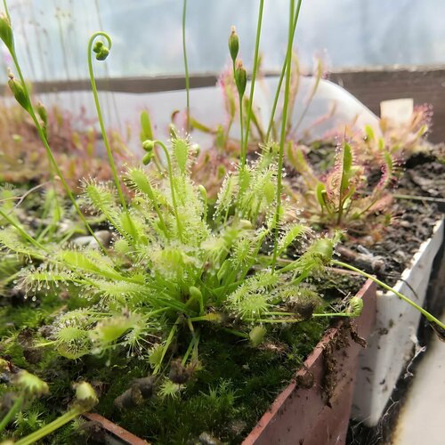    INTERMEDIA ALL GREEN 10+  (Drosera Intermedia All Green),  ,   491