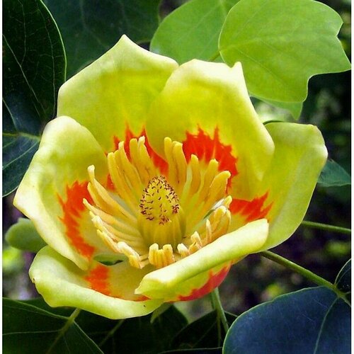  (Liriodendron tulipifera) 350