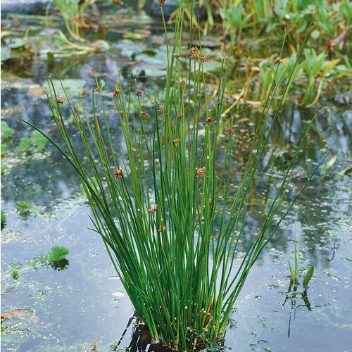   -  (. Juncus effusus)  10 340