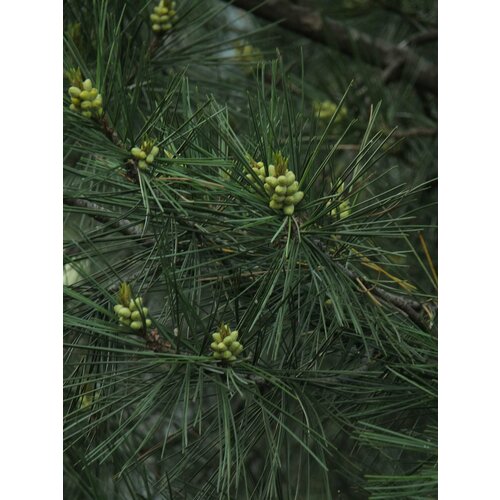    15. (Pinus gerardiana) 405