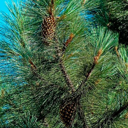   (. Coulter pine)  10 410