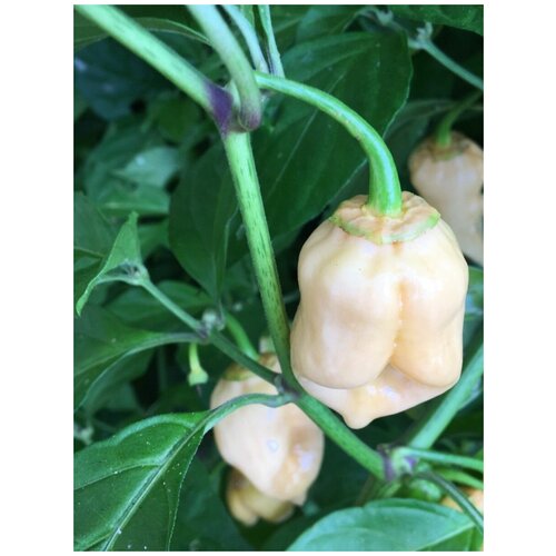    7 pot white (  ), 5  460