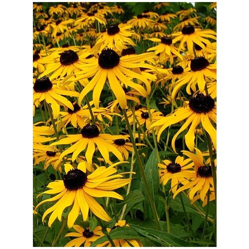     (Rudbeckia Goldsturm), 50  400