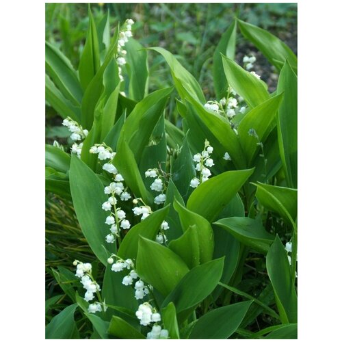    (Convallaria majalis), 10  400