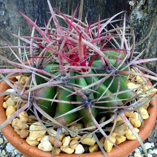  Ferocactus STAINESII,  413