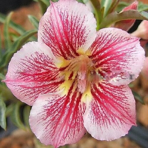 , Adenium Obesum Desert Rose DIAMOND PINK, ,  394