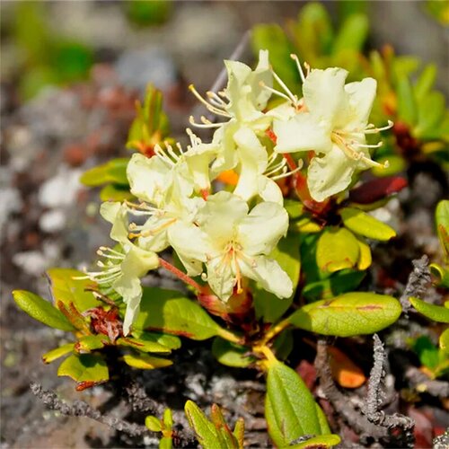   (. Rhododendron aureum)  25 374
