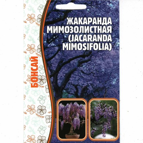 ,   / Jacaranda mimosifolia,   ( 1 : 5  ) 187