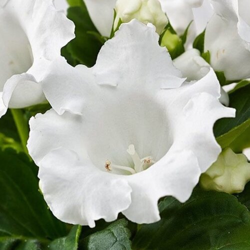    (. Gloxinia)  10 306