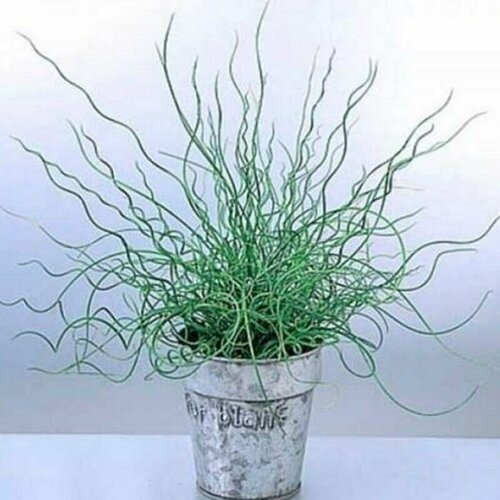   (Juncus effusus spiralis),  461