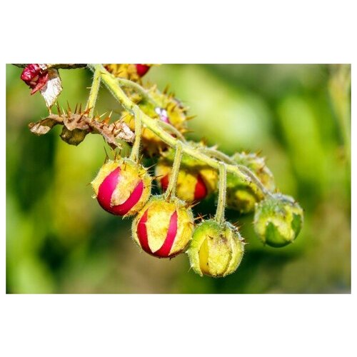   -   (. Solanum sisymbriifolium)  10 328