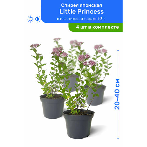   Little Princess ( ) 20-40     1-3 , ,   ,   4  4380