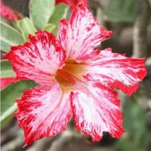 , Adenium Obesum Desert Rose WATER SPLASH, ,  394