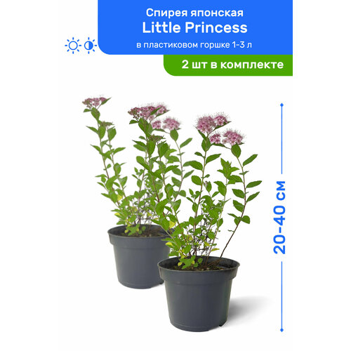   Little Princess ( ) 20-40     1-3 , ,   ,   2  2390