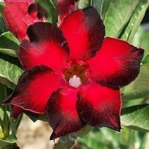 , Adenium Obesum Desert Rose TUXEDO, ,  394