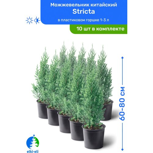   Stricta () 60-80     2-5 , ,   ,   10  35500