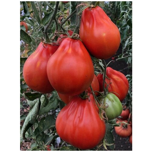      (Red Pear Franchi), 10  350