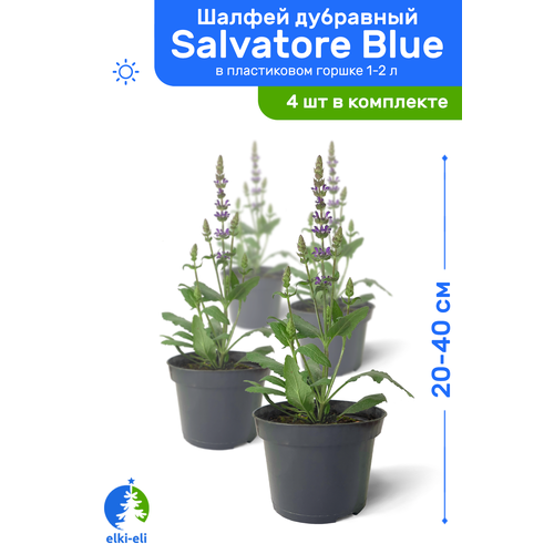   Salvatore Blue ( ) 20-40     1-2 , ,    ,   4  4780