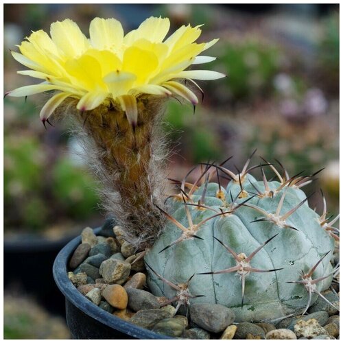     Acanthocalycium glaucum P-394 10 . 350