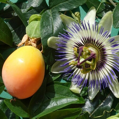   () / Passiflora caerulea, 5  353