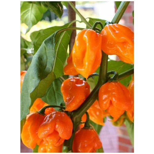    Trinidad Scorpion orange /   , 5  360