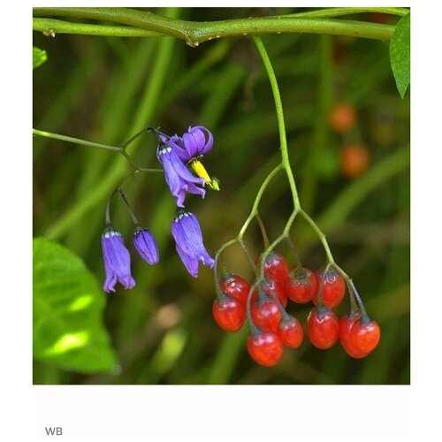   - (Solanum dulcamara) 5 . 440