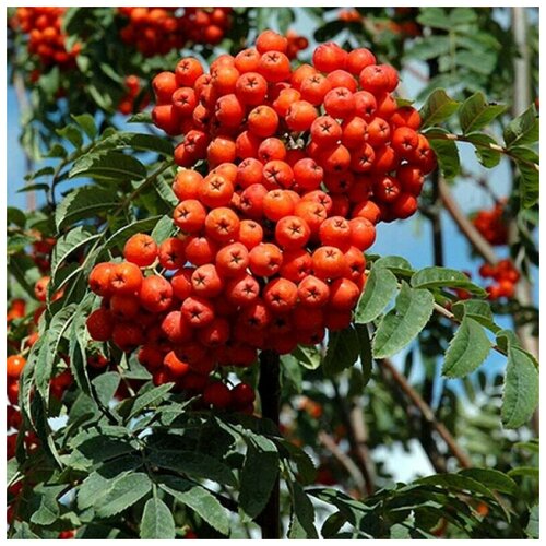   (. Sorbus aucuparia)  25 322