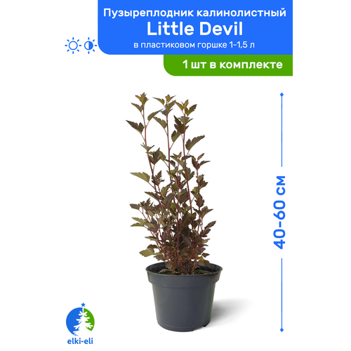   Little Devil ( ) 40-60     1-1,5 , ,    1445