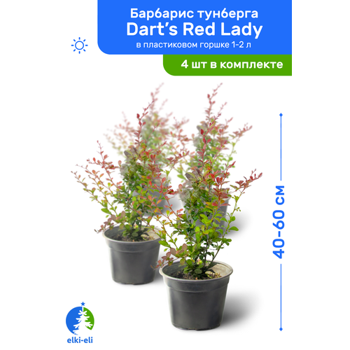   Dart's Red Lady (  ) 40-60     1-2 , ,   ,   4  7620