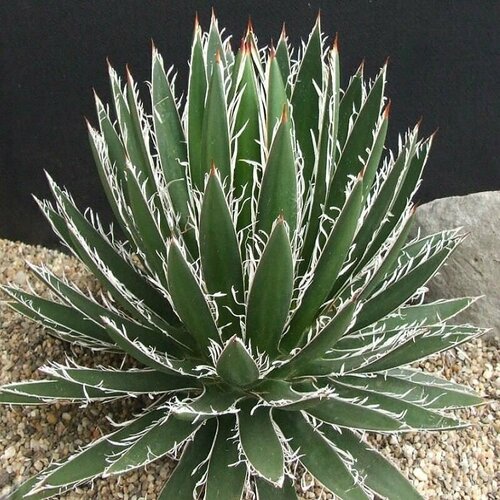    (Agave FILIFERA v SCHIDIGERA),  433