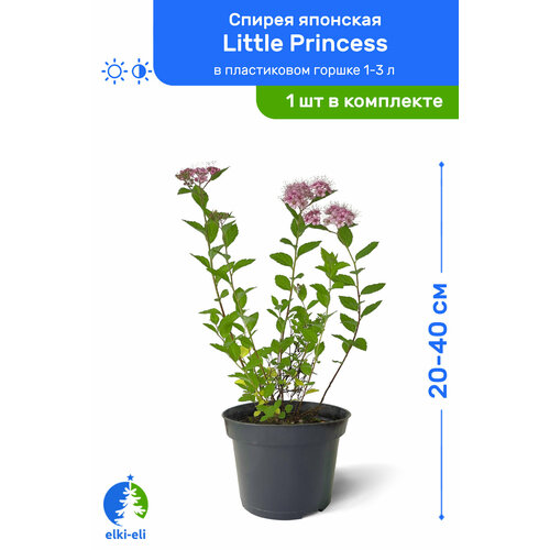   Little Princess ( ) 20-40     1-3 , ,    1295