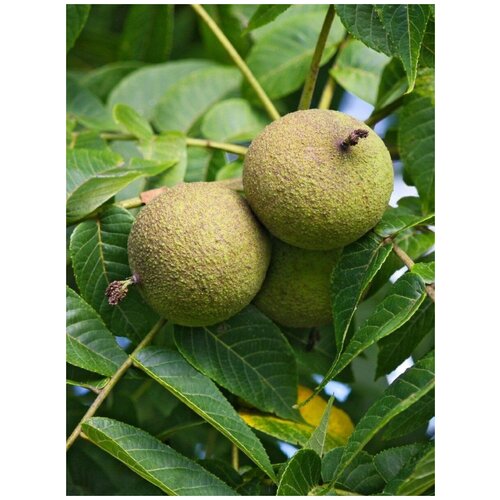     (Juglans nigra), 5  500