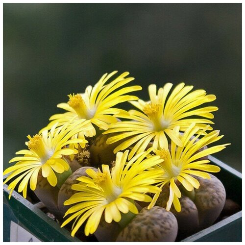     Lithops Bromfieldii C42 10 . 350