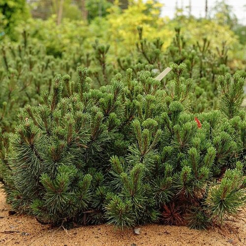     (Pinus mugo Pumilio), 20  387