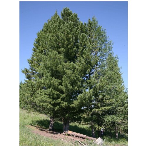    (Pinus sibirica), 120  950