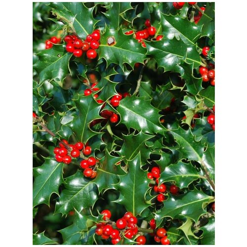    (Ilex aquifolium), 20  378