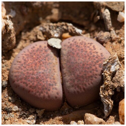     Lithops Terricolor C 254 10 . 350